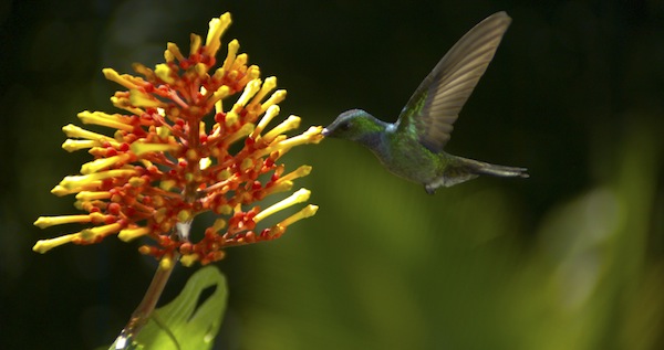 Disneynature Hummingbird Wings Of Life