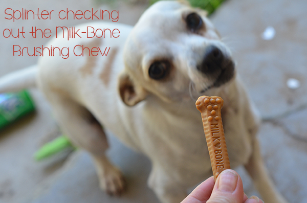 Splinter with Milk-Bone Brushing Chews