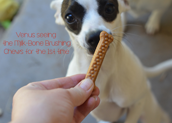 Venus with Milk-Bone Brushing Chews