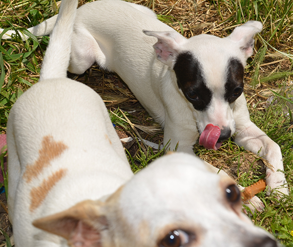 Venus with Milk Bone Brushing Chews